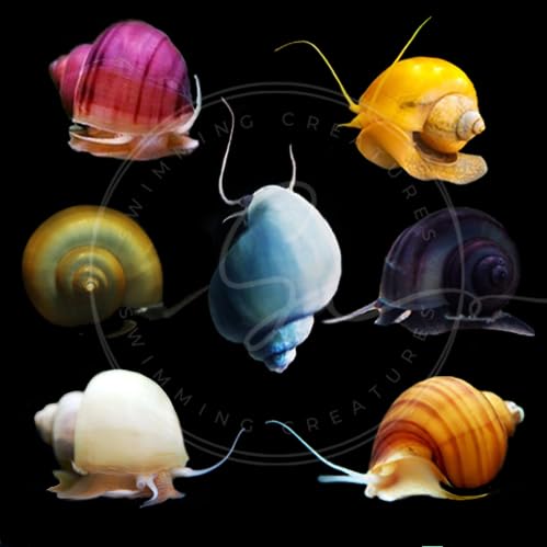 3 Assorted Color Freshwater Aquarium Mystery Snails U124