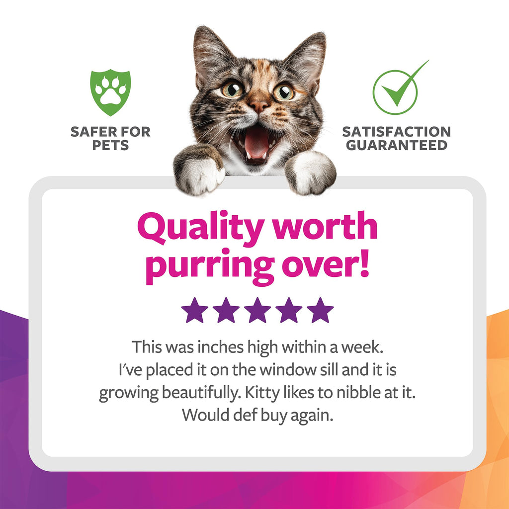 Organic Oat Grass Cat Grass Grow Kit J620665