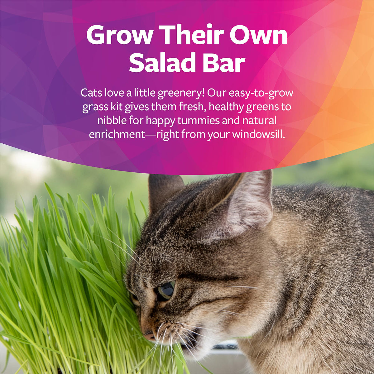 Organic Oat Grass Cat Grass Grow Kit J620665