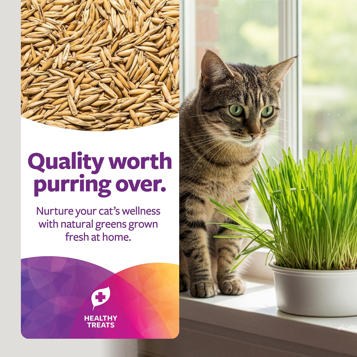 Organic Oat Grass Cat Grass Grow Kit J620665