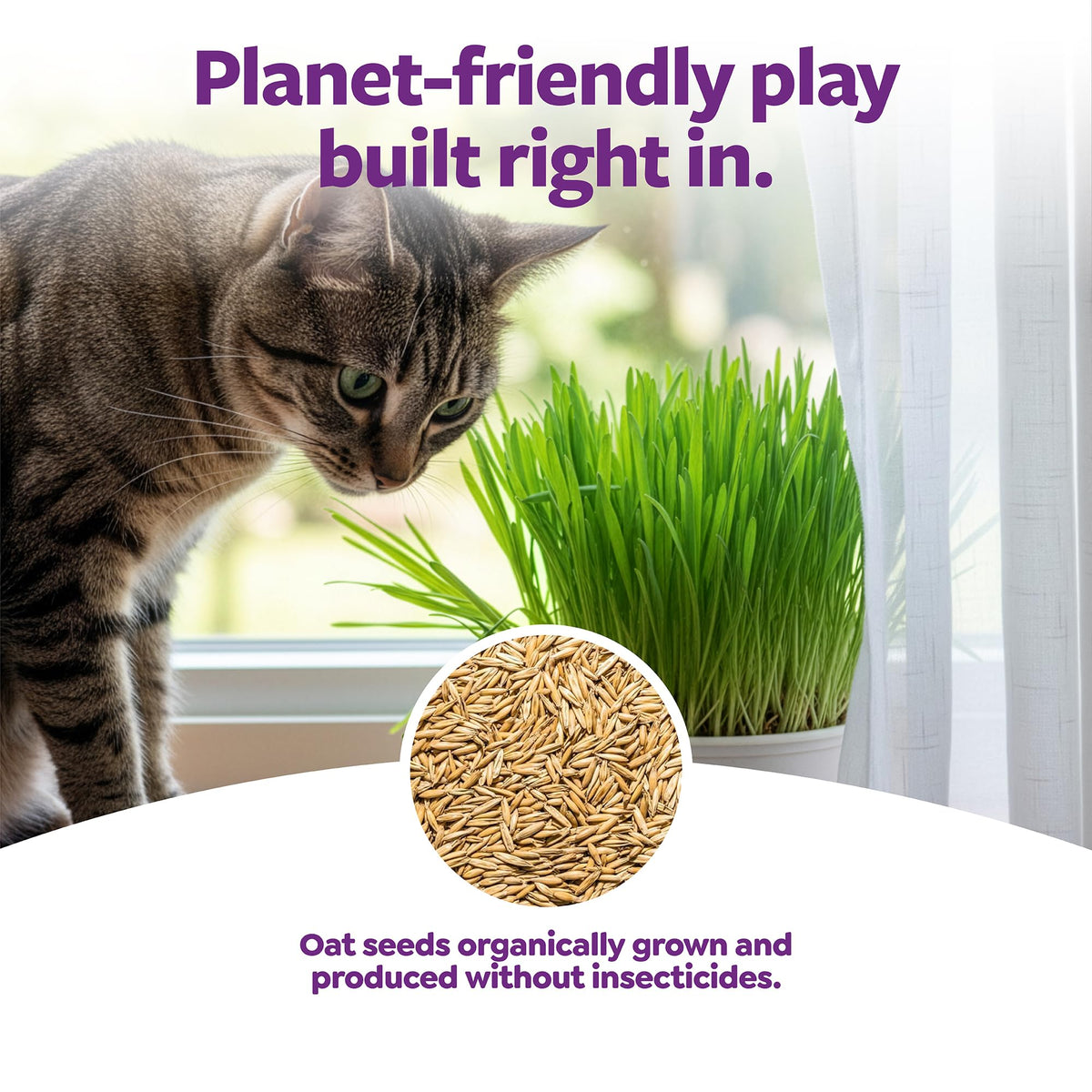 Organic Oat Grass Cat Grass Grow Kit J620665