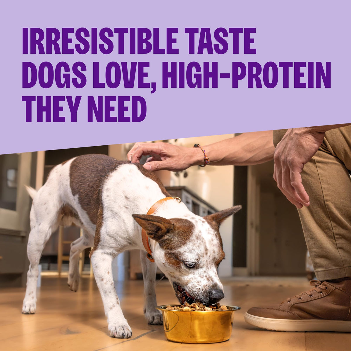 Sensitive Skin and Stomach Dry Dog Food with Freeze Dried Pieces, 4 lb Bag B223906